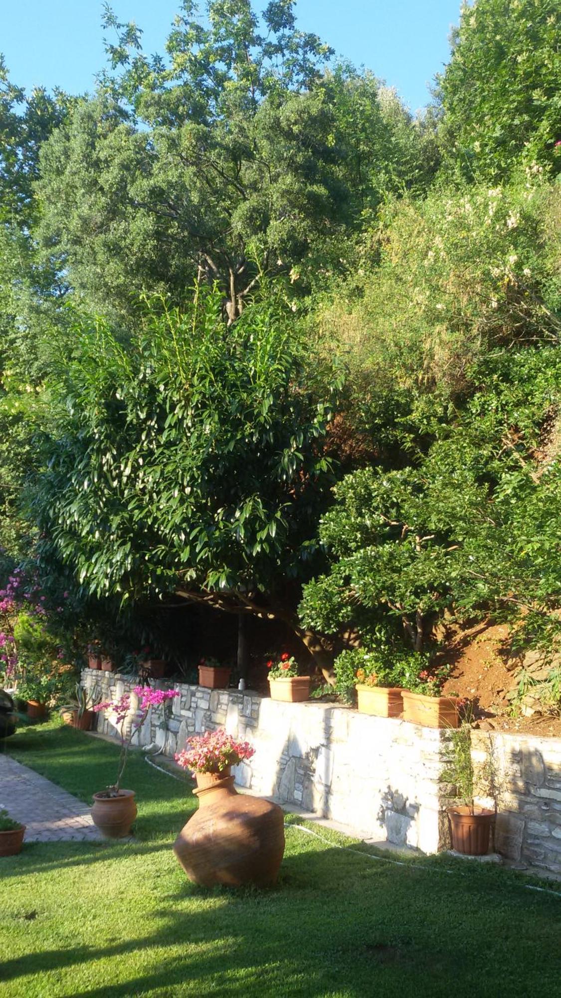 Villa Dimitra スカラ・ポタミアス エクステリア 写真
